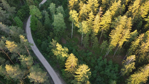 Stunning aerial view of a winding forest road surrounded by lush green trees.