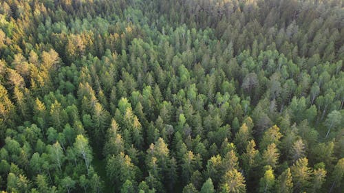 Aerial View of a Coniferous Forest