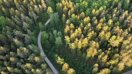 Aerial Photography of a Road in the Middle of the Forest