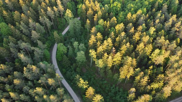 A picturesque aerial view of a winding road through a lush green forest illuminated by the soft light of sunset.