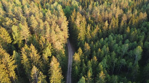 Free A beautiful aerial view capturing a dense, verdant forest with a winding road in summer sunlight. Stock Photo