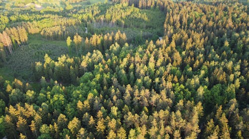 Aerial View of a Coniferous Forest