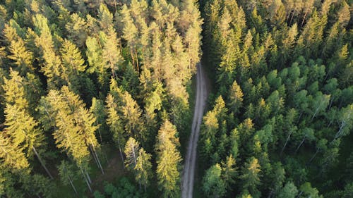 Free Aerial View of a Coniferous Forest Stock Photo