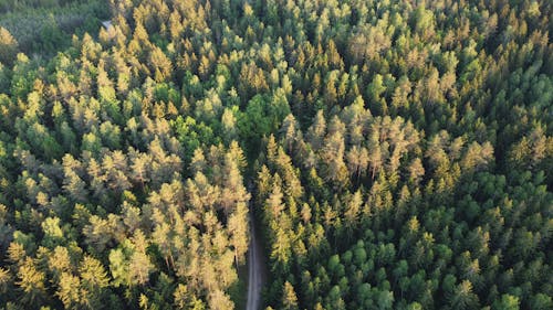 Aerial View of a Coniferous Forest