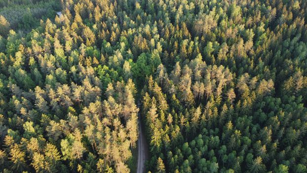 Aerial photograph of a dense evergreen forest with sunlit trees and a visible path.