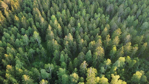 Aerial View of a Coniferous Forest