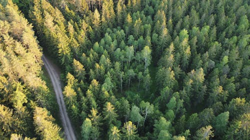 Бесплатное стоковое фото с Аэрофотосъемка, вечнозеленый, деревья