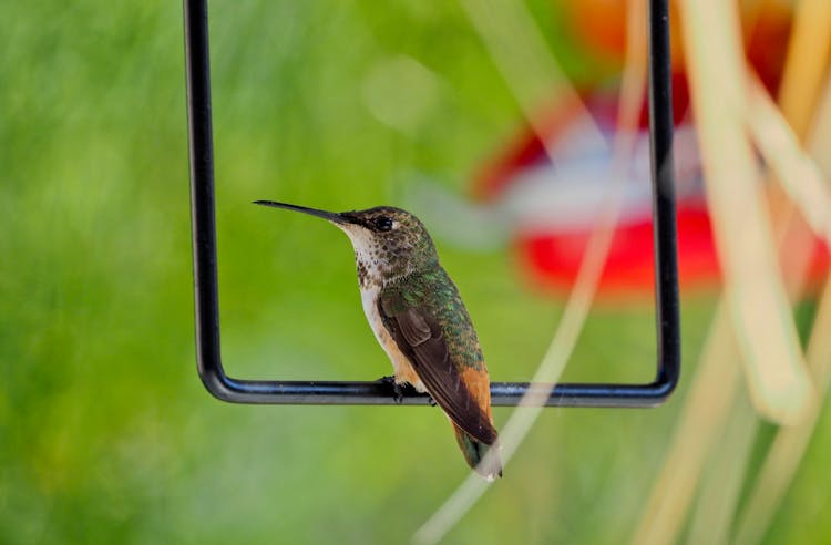 Close-Up Shot Of A Rufous Hummingbird