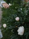 White Flower With Green Leaves