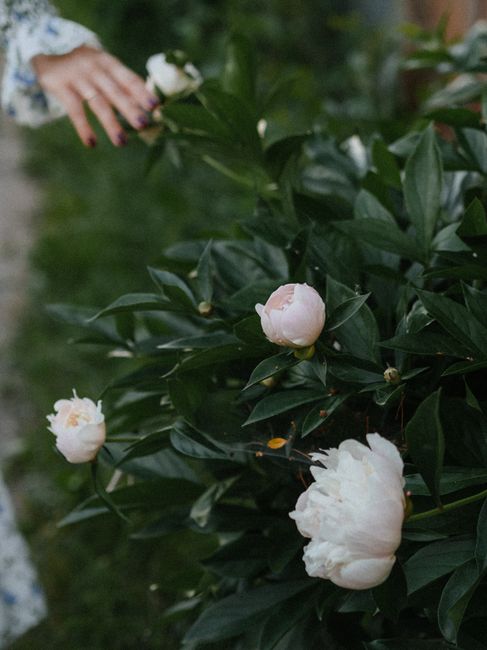 Delicate hand in floral attire gently touches blooming white peonies in a lush garden.