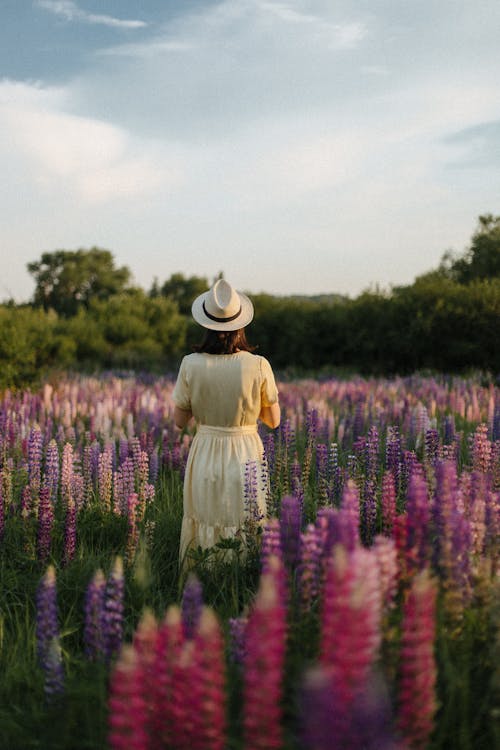Foto stok gratis bidang, bunga-bunga, kaum wanita