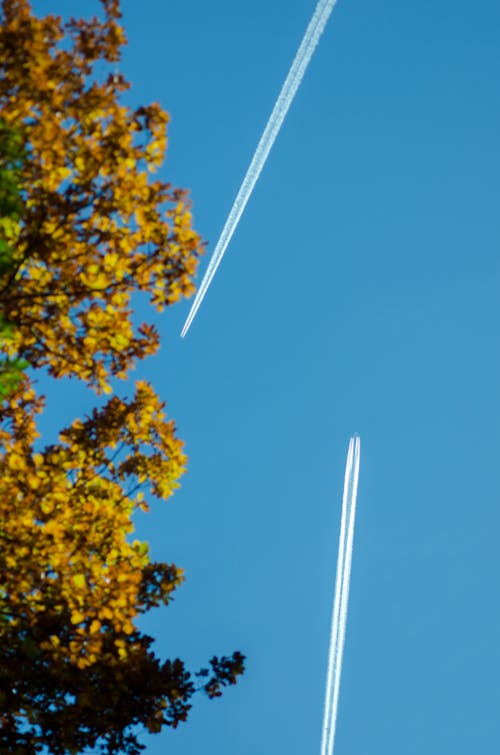 Foto profissional grátis de blätter, blau, blauer himmel