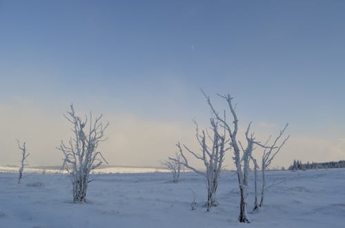 Základová fotografie zdarma na téma baüme, blau, eis