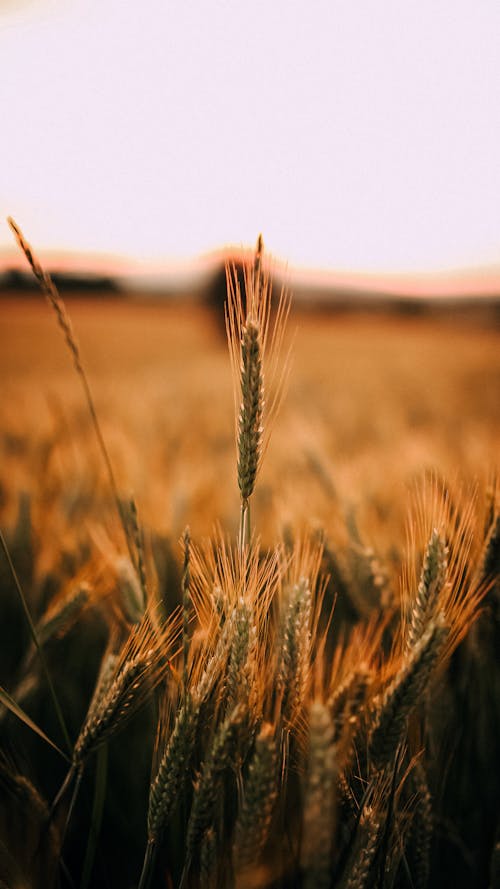 Free Close-up of a Wheat in a Field Stock Photo