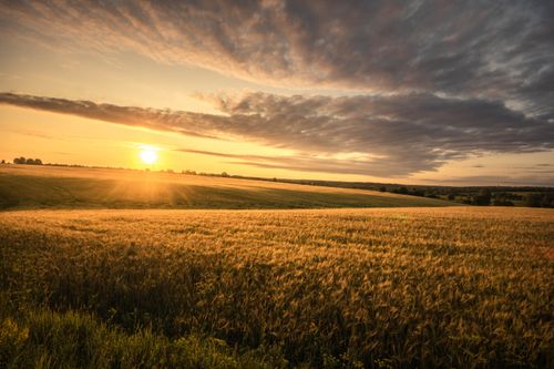 Free Golden wheat fields bask in the warm glow of a vibrant sunset. Stock Photo