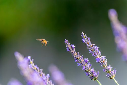 Close-Up Shot of a Bee Flying around Lavender Flowers