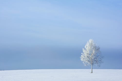 A Snow-Covered Tree on a Field