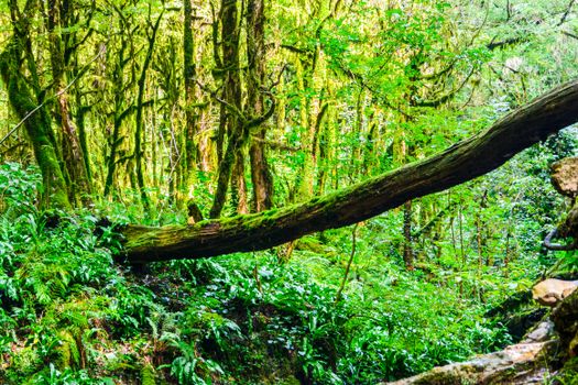 Vibrant forest scene featuring dense foliage and moss-covered trees in a serene natural setting.