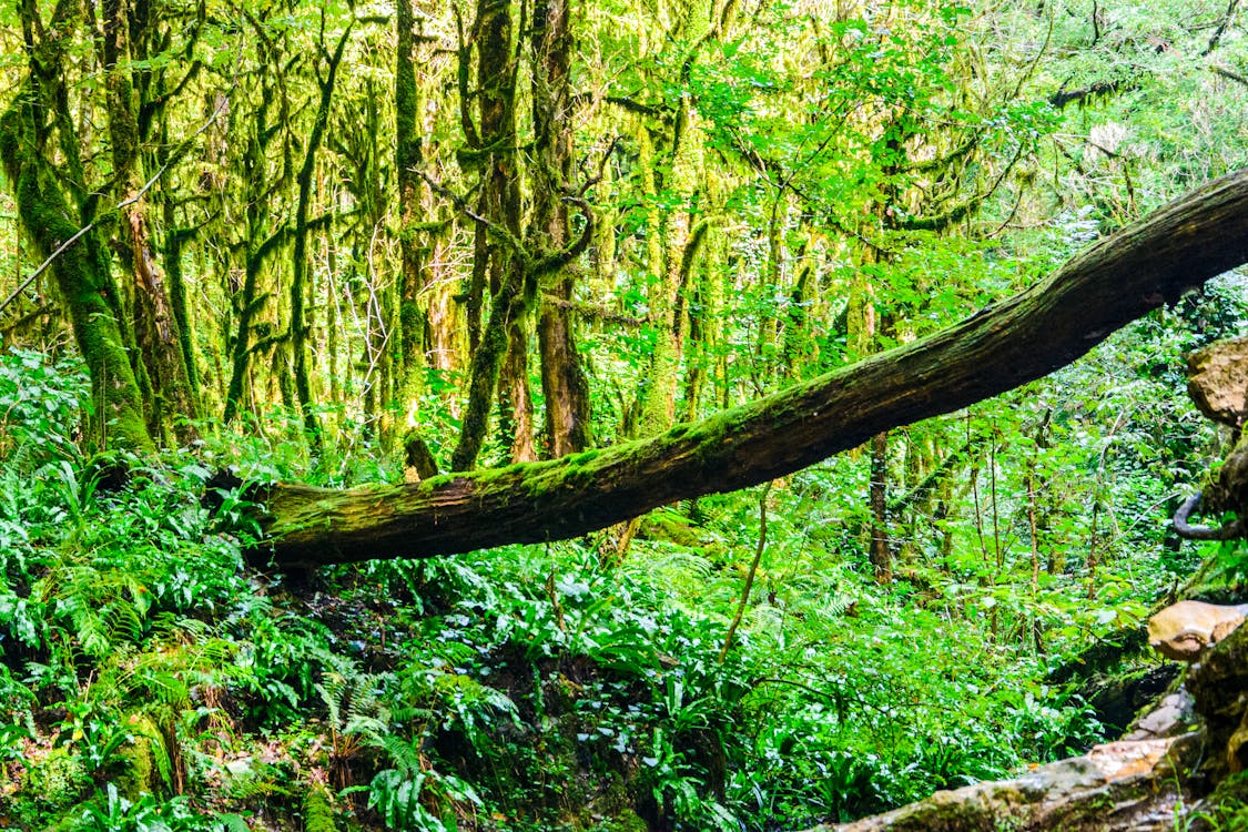 Photos gratuites de arbres verts, fond de la jungle, forêt