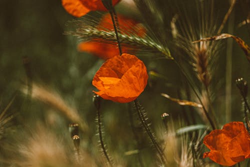 Close-Up Shot of Orange Poppies