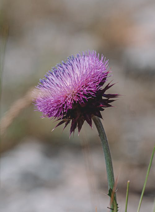 Free Close-Up Shot of a Milk Thistle in Bloom Stock Photo