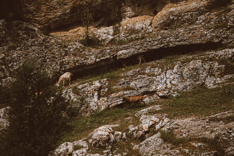 Goats Eating Grass In The Mountains