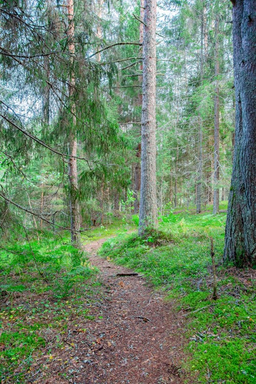 Immagine gratuita di alberi, ambiente, boschi