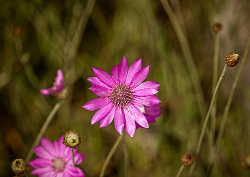 Close-Up Shot of Purple Asters in Bloom