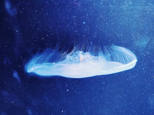 Free Close-Up Shot of a Jellyfish Underwater Stock Photo