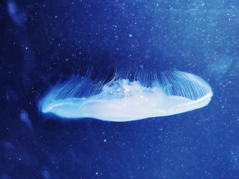 A captivating photo of a jellyfish gracefully floating underwater with vibrant blue hues.