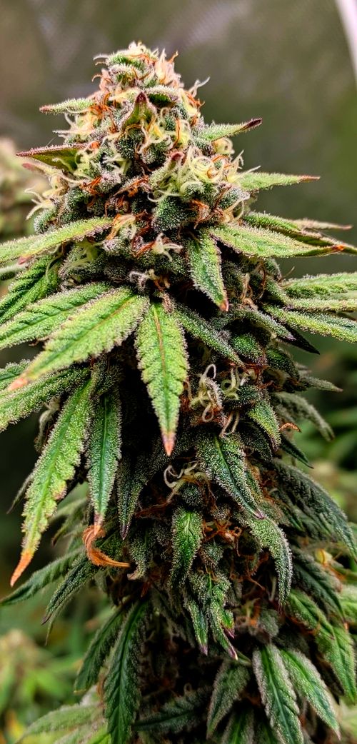 Free stock photo of cannabis, cannabis cultivation, cannabis culture Stock Photo
