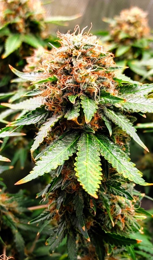 Free stock photo of cannabis, cannabis flower, legal marijuana Stock Photo