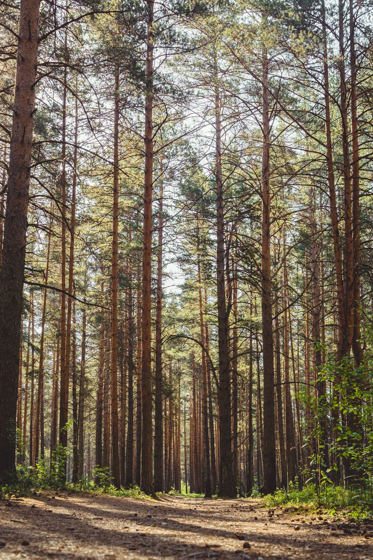 Sunlight filtering through tall healthy pine trees