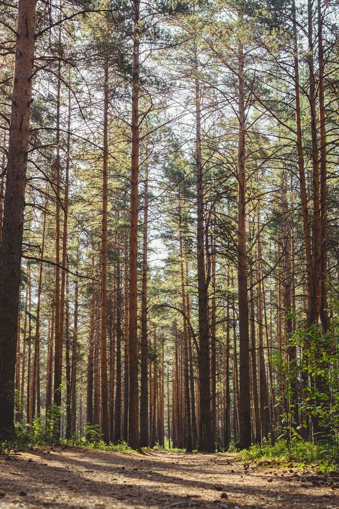 Sunlight filtering through tall pine trees