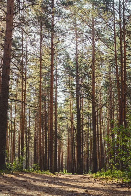 Free Tall pine trees in a tranquil forest setting with sunlight filtering through the canopy. Stock Photo