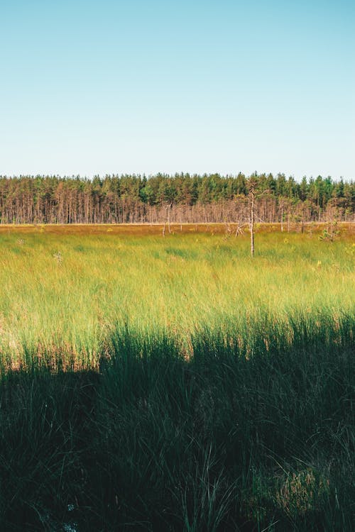 A Grassy Field