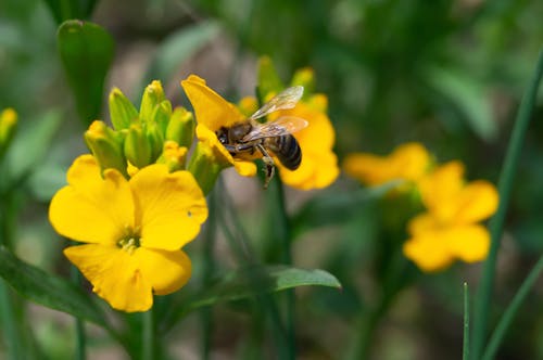Free Close-Up Shot of a Bee on a Yellow Flower Stock Photo