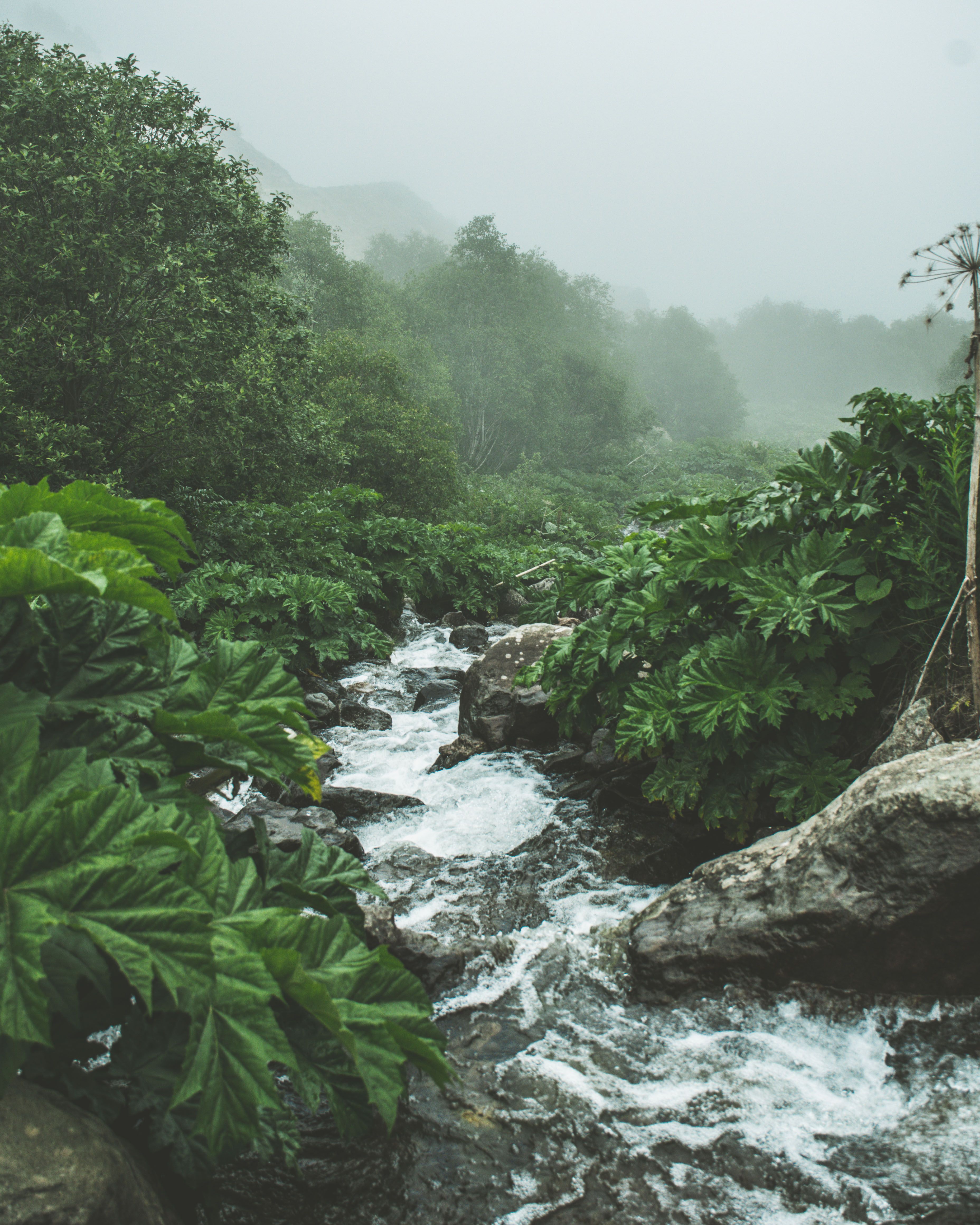Explore the serene beauty of a misty forest stream nestled in lush greenery in Trabzon, Türkiye.
