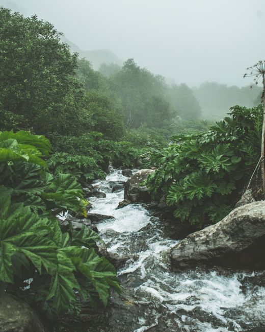 Explore the serene beauty of a misty forest stream nestled in lush greenery in Trabzon, Türkiye.