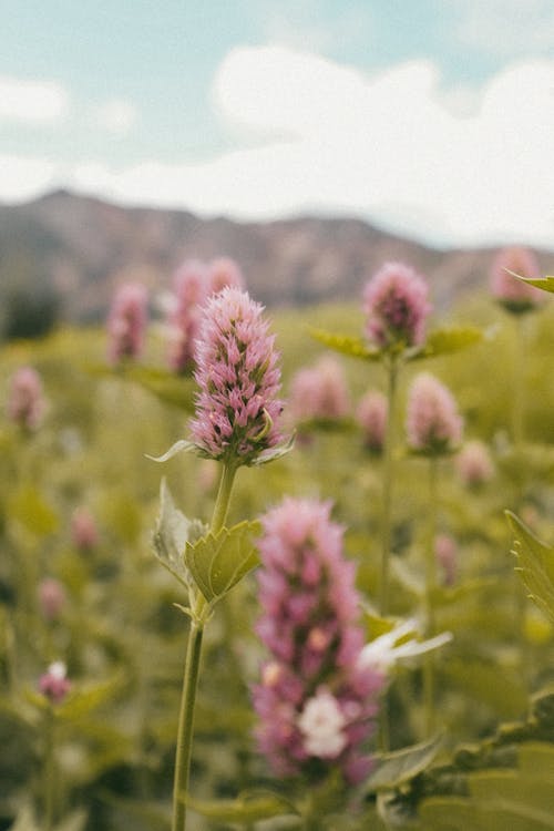 Fotos de stock gratuitas de flor silvestre, flores silvestres, fotografía de naturaleza