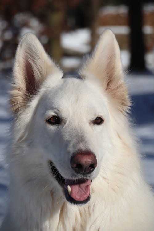 Close-up Shot of a White Shepherd 