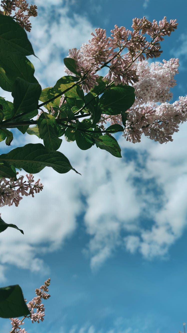 Lilac Flowers Under A Cloudy Sky