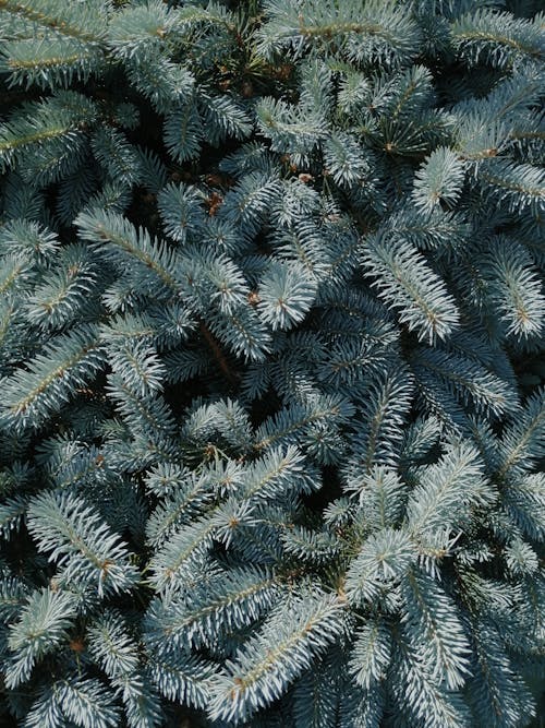 Free Close-Up Shot of Pine Leaves Stock Photo