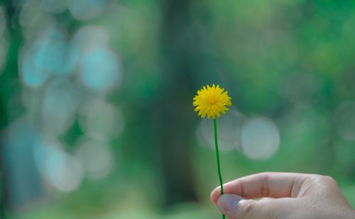 Free Bright yellow wildflower held by a hand with a blurred green background, symbolizing nature's beauty. Stock Photo