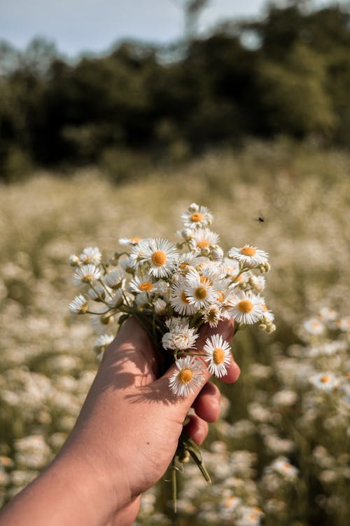 Close-Up Shot of a Person Holding Chamomile Flowers