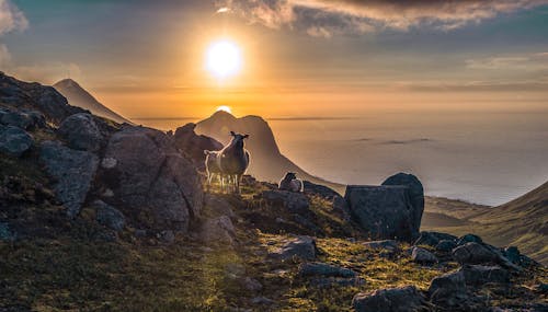 Ilmainen kuvapankkikuva tunnisteilla auringonlasku, aurinko, eläimet