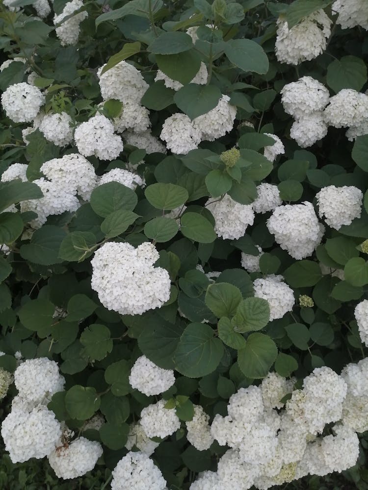 Smooth Hydrangea Flowers In Close-up Photography