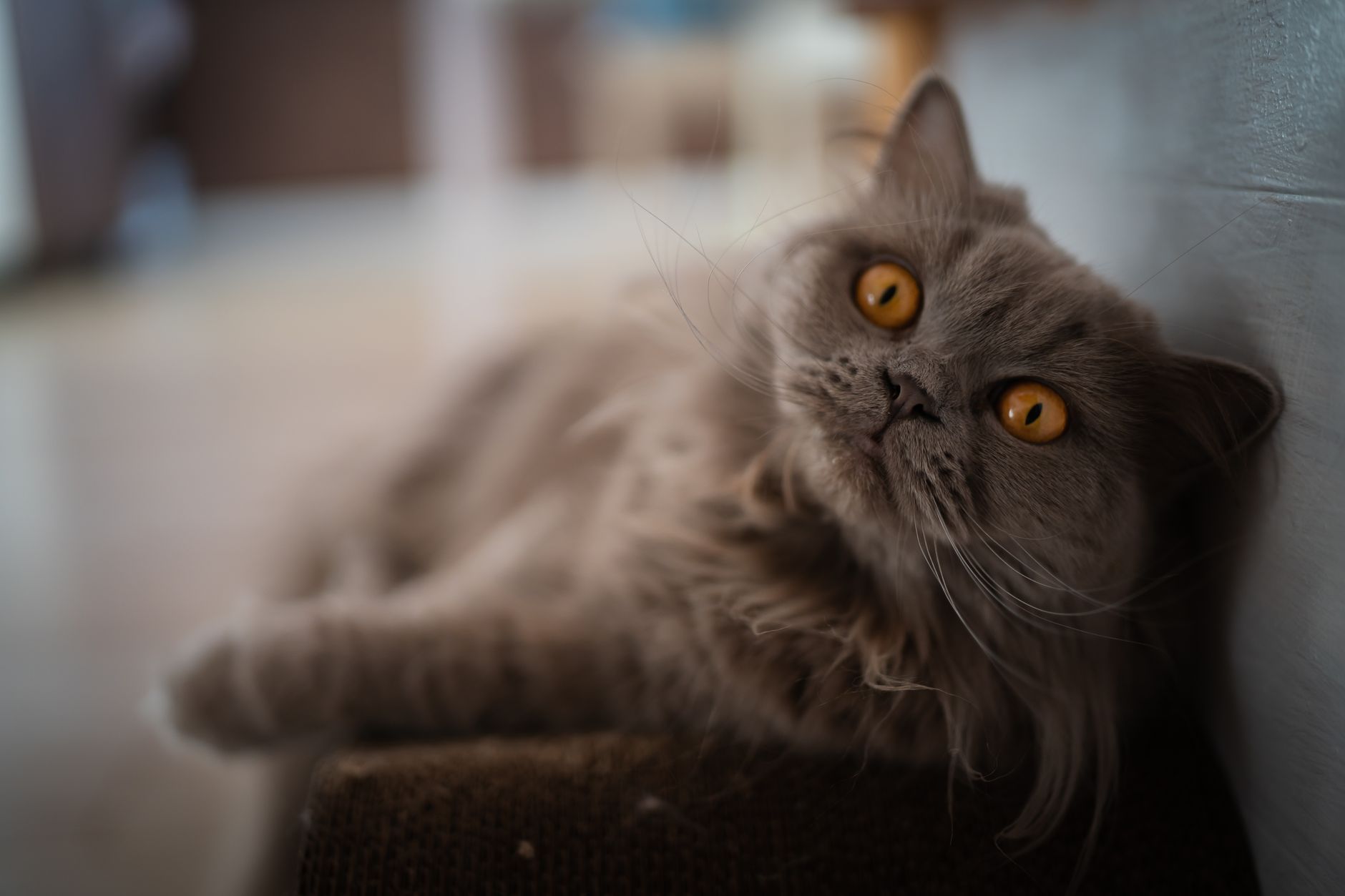 Asian Semi-Longhair