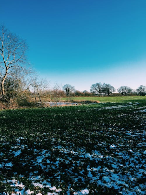 Foto profissional grátis de área, árvores, céu azul