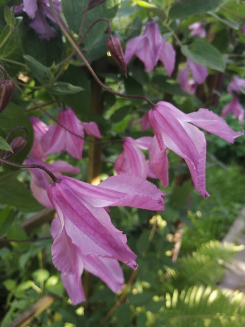 Gratis Foto stok gratis alam, berbunga, bunga ungu Foto Stok